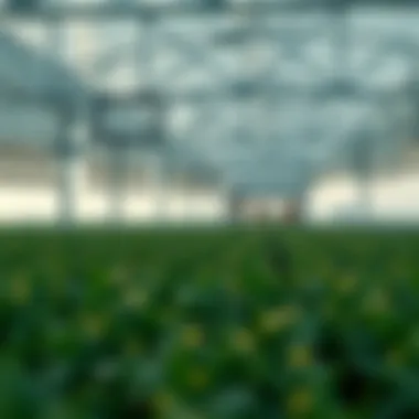 Magnificent Yield Farming: 전략과 리스크 분석